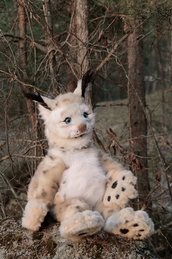 Bluč the lynx sitting on a stone in the forest