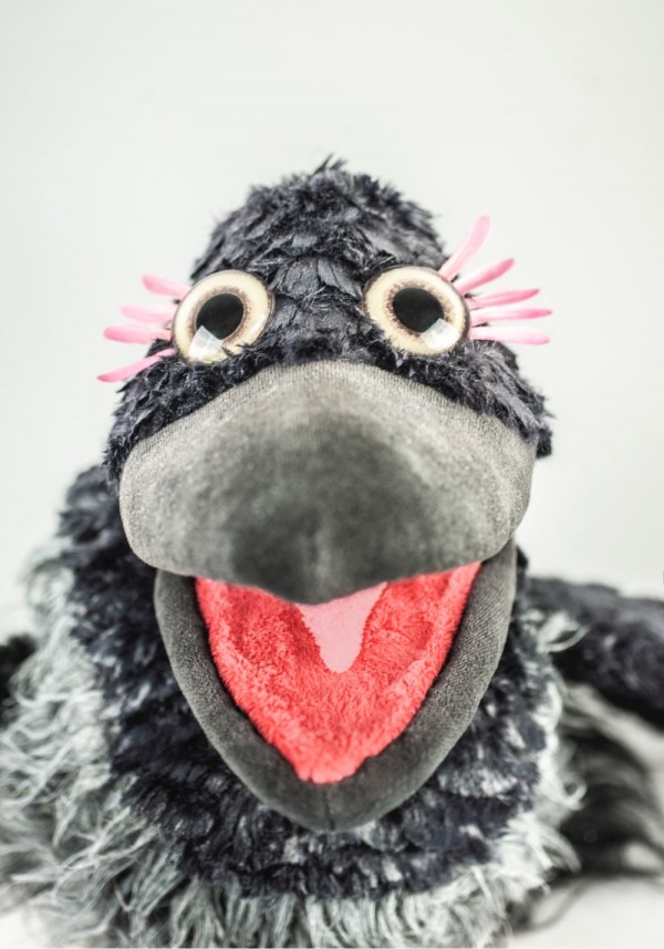 Et nærportrett av kråken Gárja