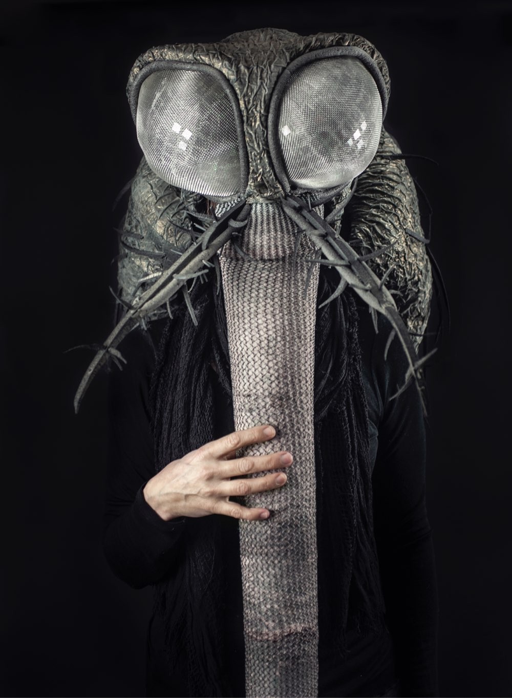 Front view of the mosquito